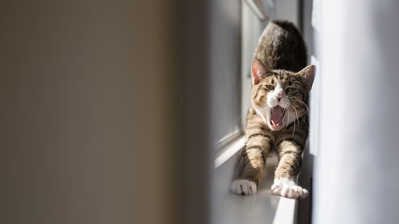 Sleep Paralysis Part Two: Now That I Know What's Happening To Me, How Do I Stop It?