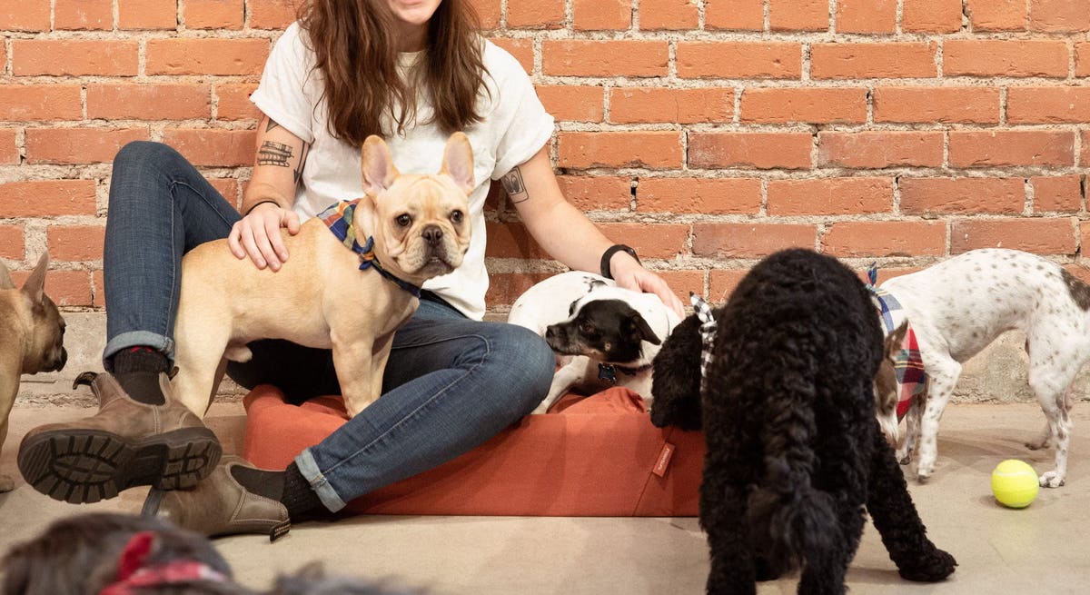 Our Dogs Love the Tuft & Needle Dog Bed