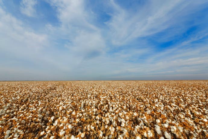 From Boll To Ball: The Lifecycle Of Cotton