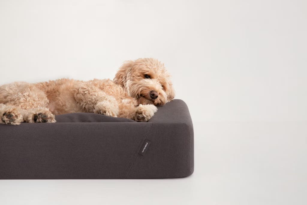 What's the right Dog Bed size for you and your pooch?