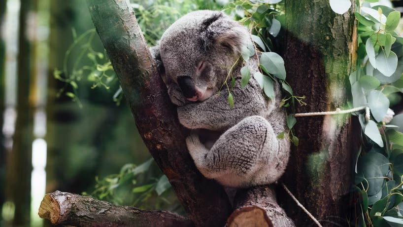 How Do Animals Sleep?