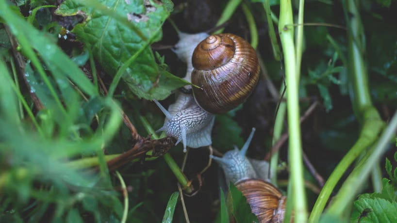 Can Snails Really Sleep for 3 Years?