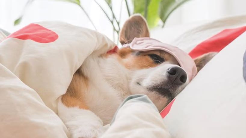Where Should Your Dog Sleep?