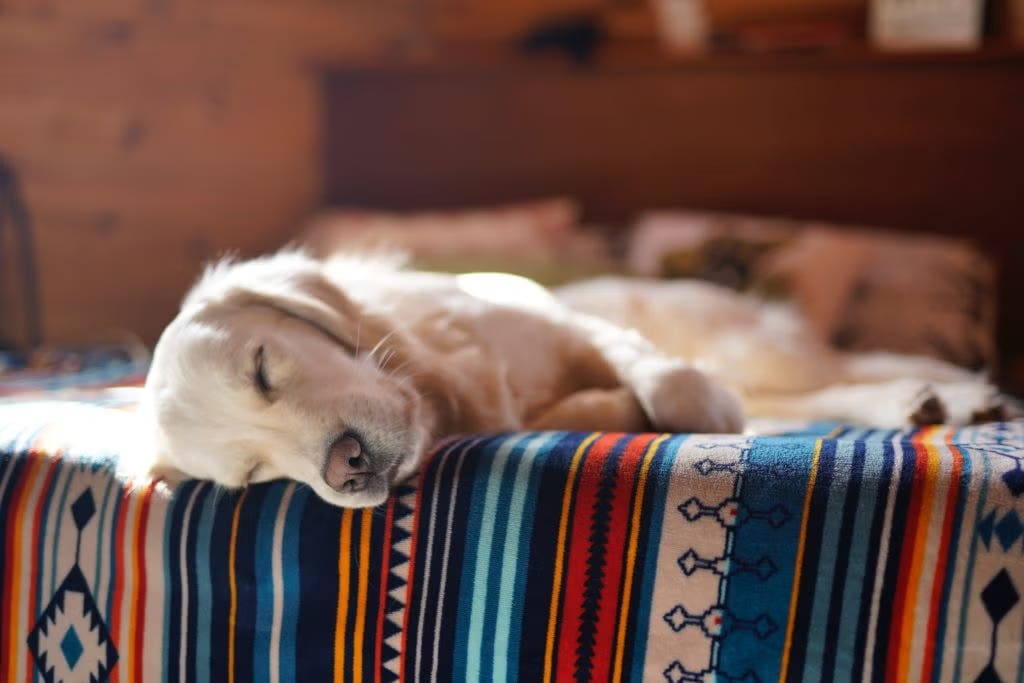 Why Do Dogs Sleep So Much?