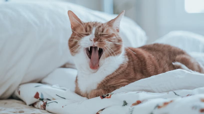 Hormones That Help You Sleep