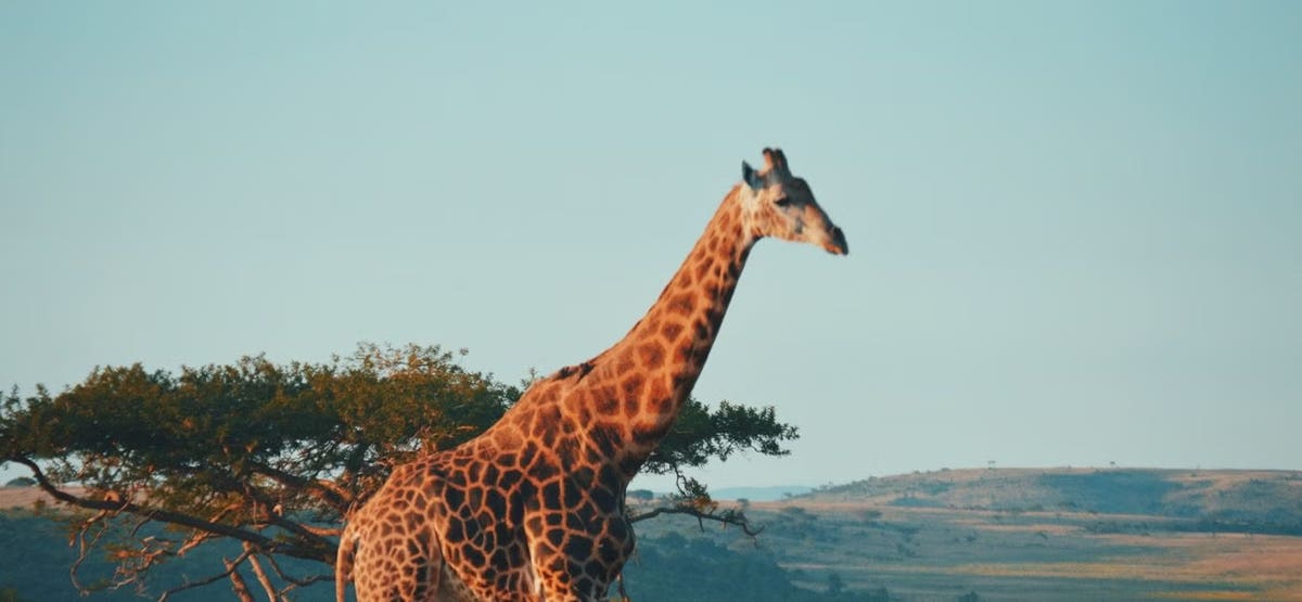 Do Giraffes Sleep Standing Up or Sitting Down?