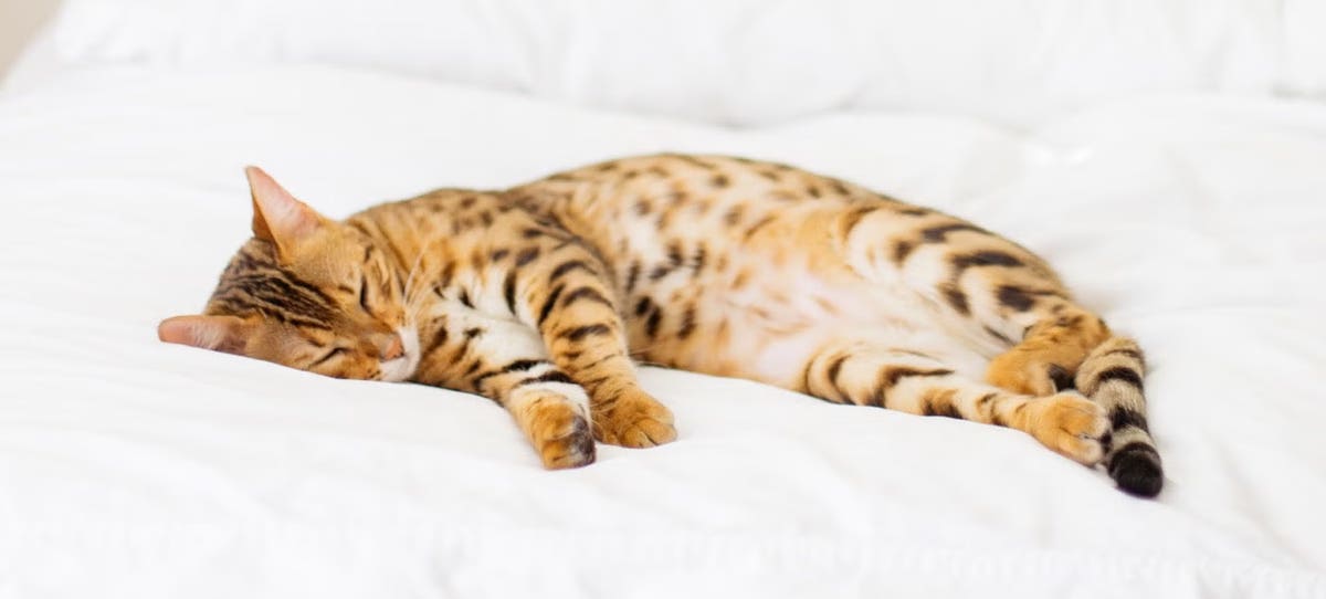 Why do cats sleep at the foot of the bed?